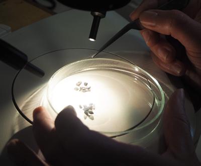 Charred grains from Portus under microscope. Credit: L.Bonner
