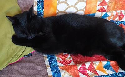 Salem the cat