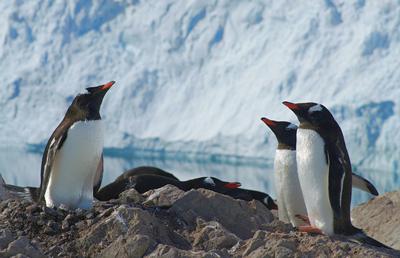 Gentoo penguins