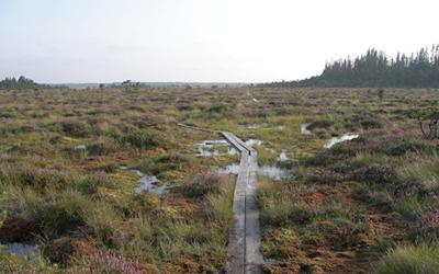 Peat bog. Credit: Cornelia Mattiasson
