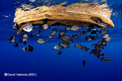 Fish sheltering under flotsam. (C) David Valencia (BBC)