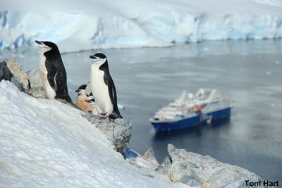 Chinstrap Penguins