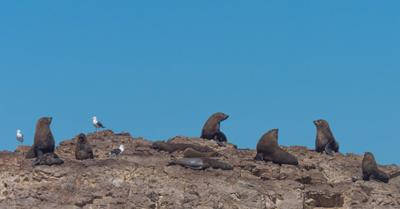 Cape fur seals on a rocky island in Algoa Bay, South Africa.