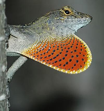 Photograph by Ianaré Sévi