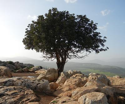 Tree in drylands