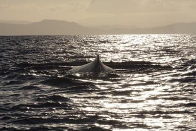 A humpback whale swimming in the ocean