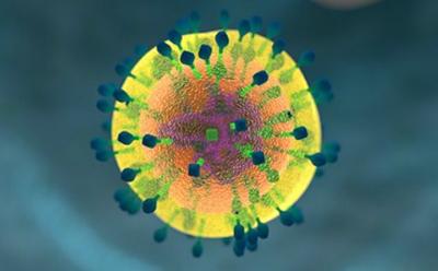 An immune cell 