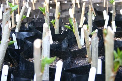 Generating new resource in Populus nigra