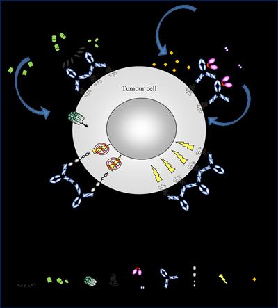 Anti-tumour effector mechanism