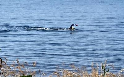 Liz sea swimming
