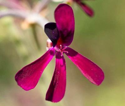 Pelargonium plant