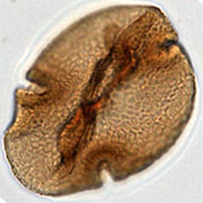 Image credit: Lineth Contreras, Goethe University Frankfurt.