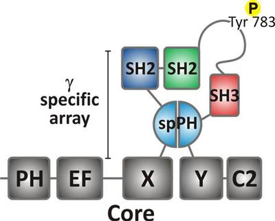phospho lipase c Structural insights into Phospholipase C activity and regulation Phospholipase C- as a Potential