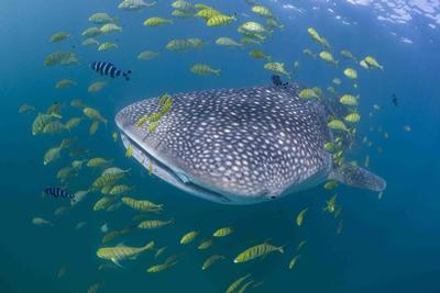 Whale Shark
