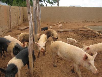 The pig manure is put into the fish tank  as fish food where parasites present  enter the human food chain via the fish