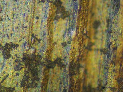 Biofilm on a metal coupon which has been immersed in drinking water