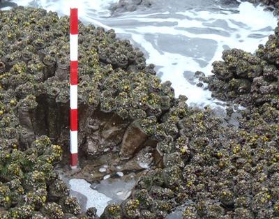 An introduced tunicate species forming large aggregates