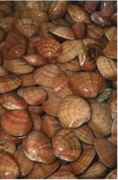 Callista Clam