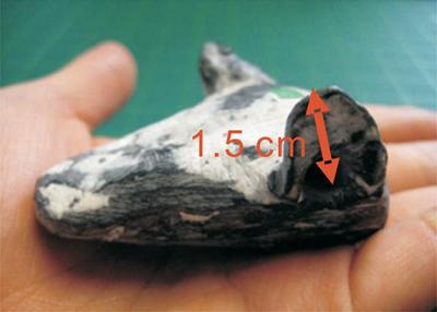 Image of bat head cast