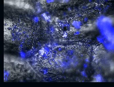 Leaf biofilm (blue) captured using EDIC/EF