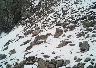 Snow leopards in the mountain ecosystems of Central Asia