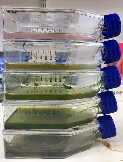 Enrichment microbial cultures from a mine site in South Africa