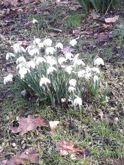 Issue I-11 Spring 2015