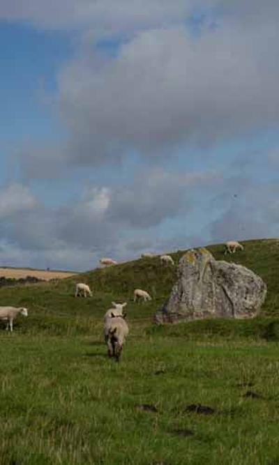 Sheep grazing
