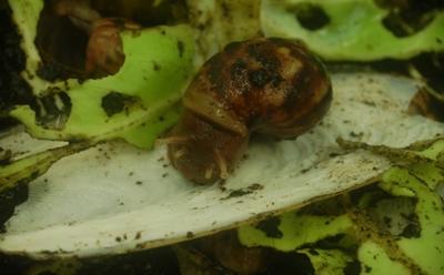 Giant African Land Snail