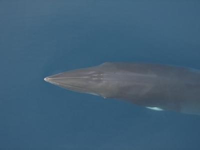 A Norweigan Minke Whale in the ocean