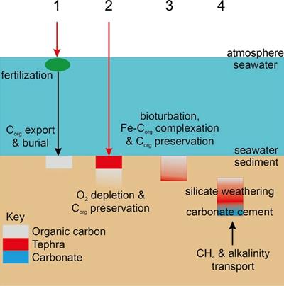 Tephra role enhances organic carbon preservation in marine sediments.