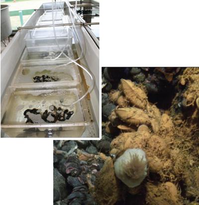 left: Metal exposure experiments with Mytilus edulis. Right: Hydrothermal vent-living Bathymodiolus brevior imaged on an active chimney on the Southwest Indian Ridge 