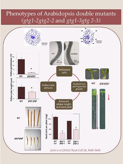 Arabidopsis gtg1 gtg2 mutants show defects in root and hypocotyl growth; reduced seed yield and silique length; pollen germination and pollen tube extension, and cellular deformation. 