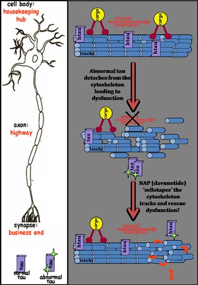 Microtubule stabilisation