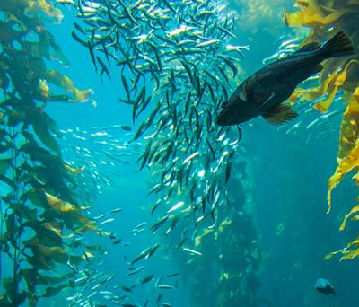 Fish swimming amongst kelp