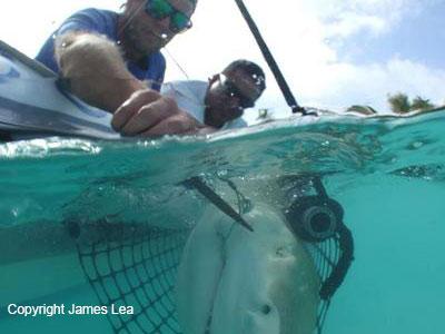 Catching a shark over a boat edge
