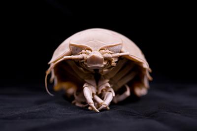 Isopod