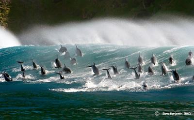 Bottlenose dolphins swimming 