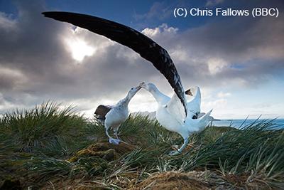 Wandering Albatross South Georgia