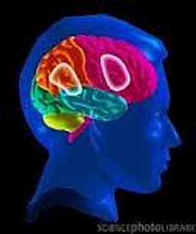 Brain and Rewards