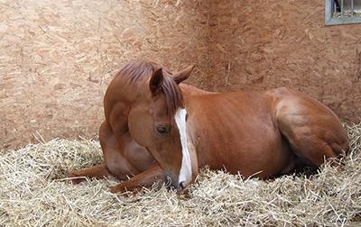 Wavertree Boy (aka Norbert) at the Racehorse Sanctuary