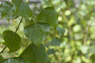 Biofuel