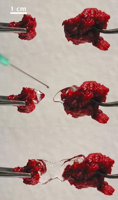 New imaging tools to aid regenerative medicine projects