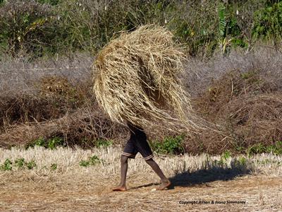Image of farmer