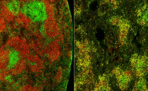 Brains, bodies, bugs and balances