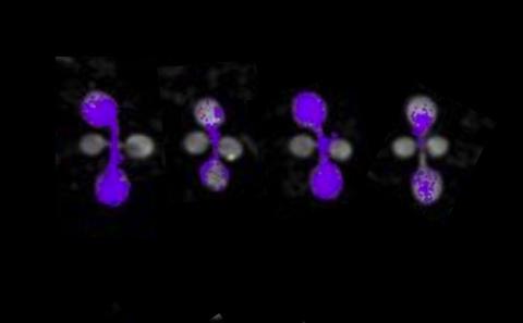 Research image