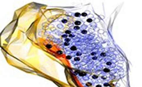 Distinct vesicle pools