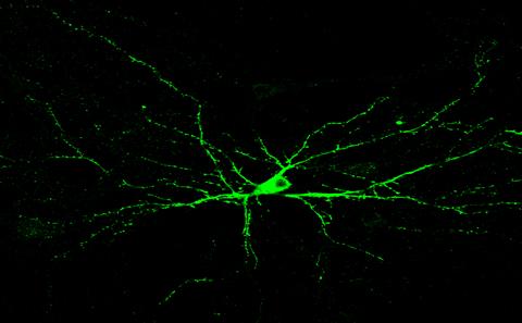 research image