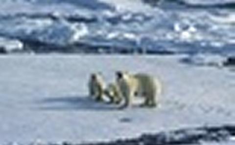 Polar bears