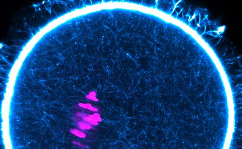 Oocyte